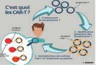 Cart T cell